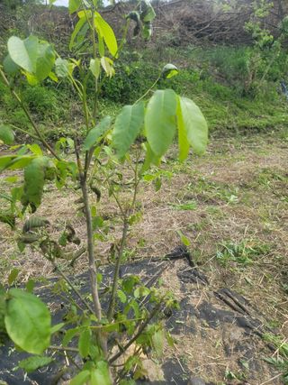 해뜨는농원/강혜광님의 기타작물 · 병해충상담 작성글 사진