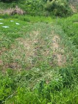 팜모닝 마늘·제초 게시글 이미지