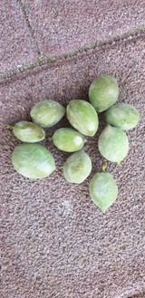 팜모닝 복숭아·병해충상담 게시글 이미지