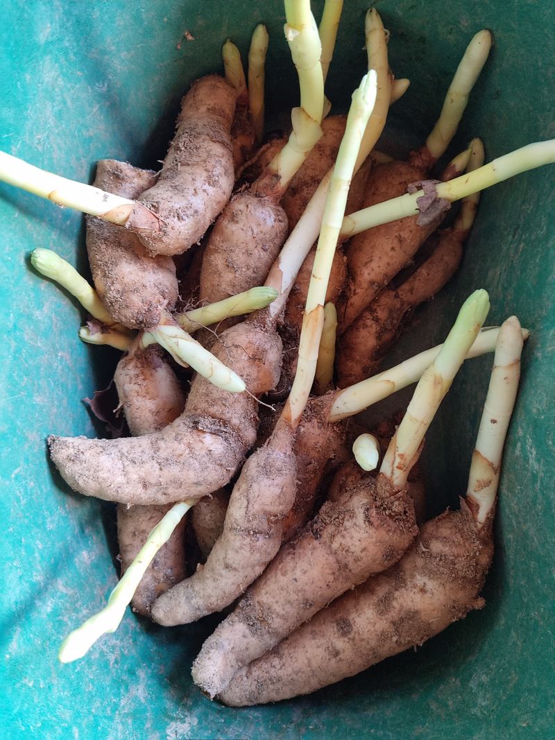 장터 상품 [천마 1kg] 썸네일