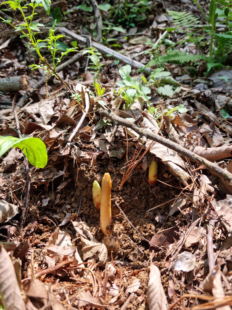 박미진(산약초농원)님의 장터 판매 상품 [천마 1kg] 첨부 사진
