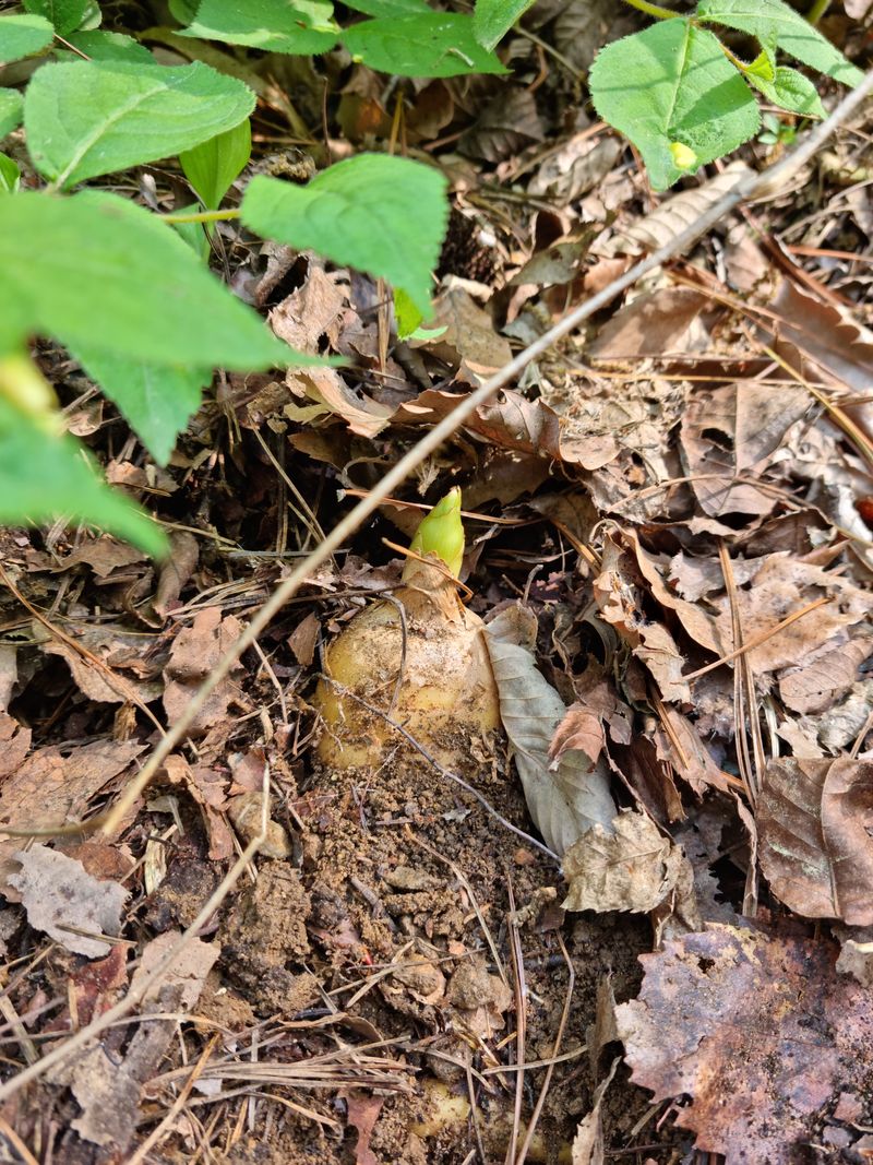 박미진(산약초농원)님의 장터 판매 상품 [천마 1kg] 첨부 사진