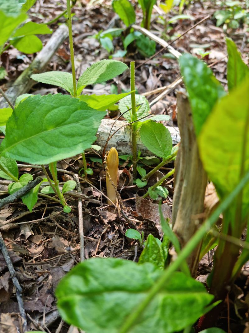 박미진(산약초농원)님의 장터 판매 상품 [천마 1kg] 첨부 사진
