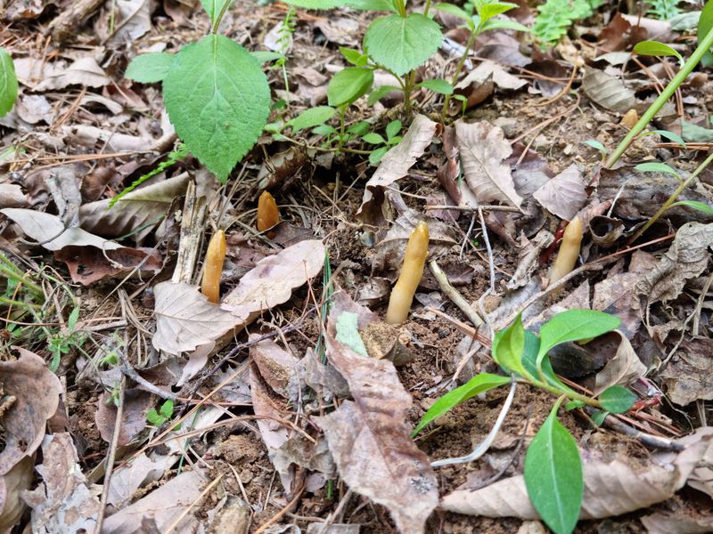 박미진(산약초농원)님의 장터 판매 상품 [천마 1kg] 첨부 사진