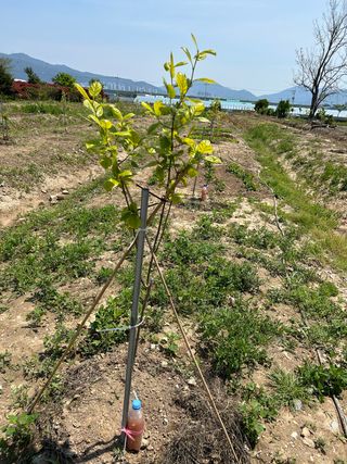 금강농원님의 감 · 자유게시판 작성글 사진