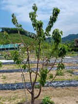 팜모닝 복숭아·병해충상담 게시글 이미지