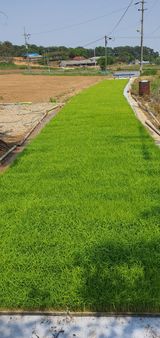 팜모닝 벼·자유게시판 게시글 이미지