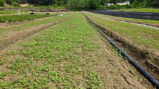 조병대님의 기타작물 · 자유게시판 작성글 사진