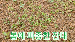 조병대님의 기타작물 · 자유게시판 작성글 사진