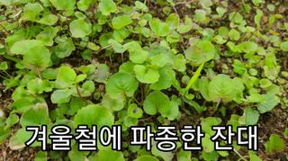 조병대님의 기타작물 · 자유게시판 작성글 사진