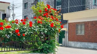 신토불이님의 자유주제 · 사진전 작성글 사진