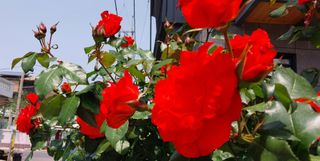 신토불이님의 자유주제 · 사진전 작성글 사진