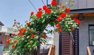 신토불이님의 자유주제 · 사진전 작성글 사진