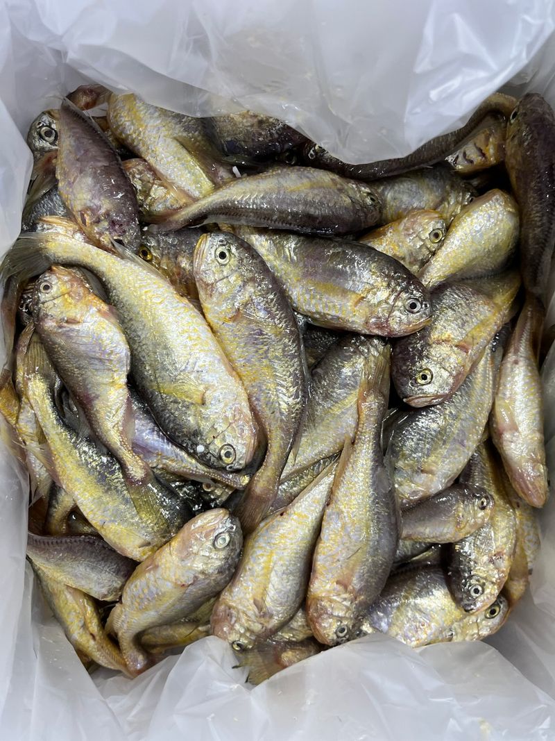 목포 물좋은수산님의 장터 판매 상품 [황석어(깡다리) ] 첨부 사진