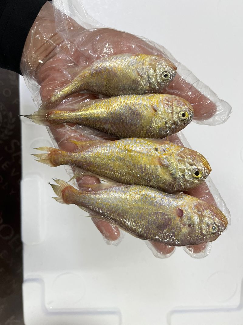 목포 물좋은수산님의 장터 판매 상품 [황석어(깡다리) ] 첨부 사진