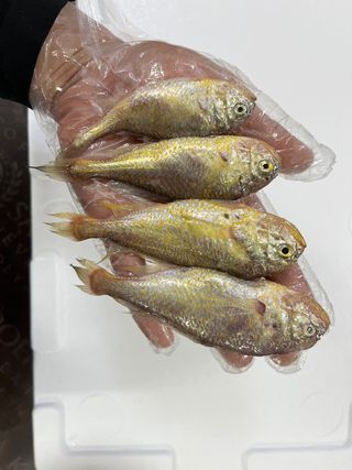 목포 물좋은수산님의 작성글 사진