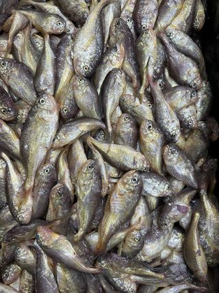 목포 물좋은수산님의 작성글 사진