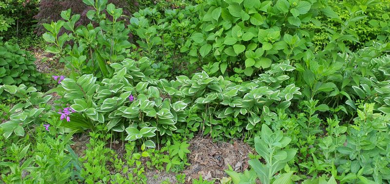 김상걸님의 장터 판매 상품 [드론 공동방제 신청] 첨부 사진