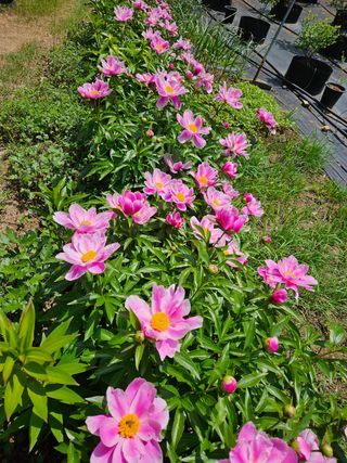 모란님의 자유주제 · 사진전 작성글 사진