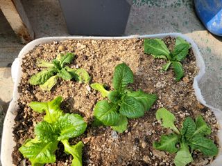 돈디아고(김덕수)님의 상추 · 병해충상담 작성글 사진