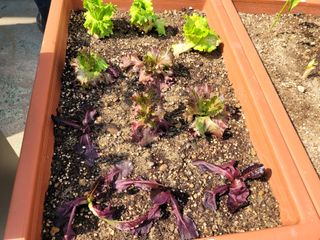 돈디아고(김덕수)님의 상추 · 병해충상담 작성글 사진