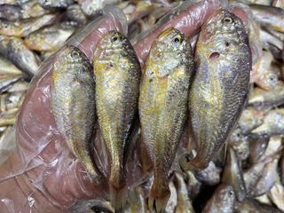 목포 물좋은수산님의 자유주제 · 자유게시판 작성글 사진