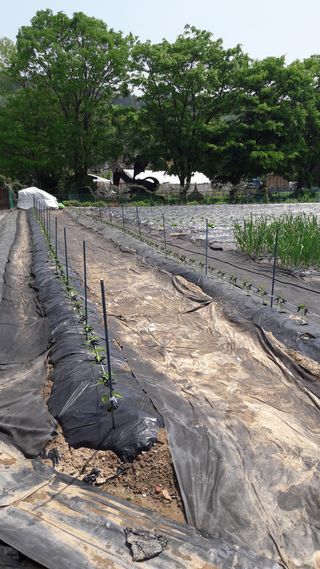 안복순님의 우리동네 · 동네수다 작성글 사진