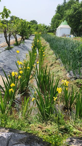 전주치유농정명숙님의 자유주제 · 사진전 작성글 사진