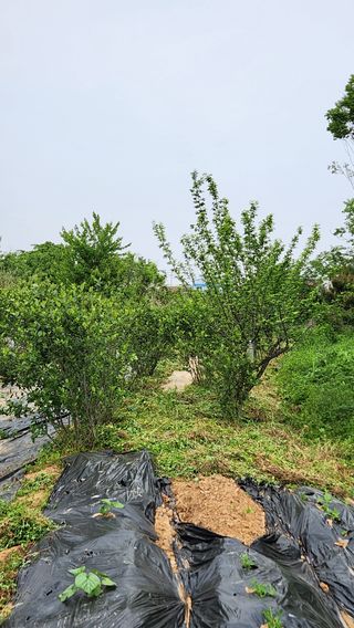 전주치유농정명숙님의 자유주제 · 사진전 작성글 사진