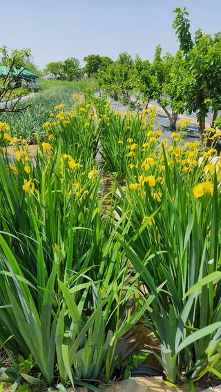 전주치유농정명숙님의 자유주제 · 사진전 작성글 사진