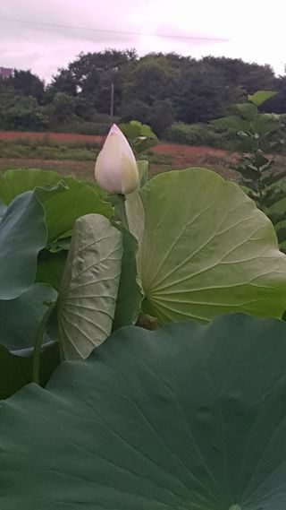 전주치유농정명숙님의 자유주제 · 사진전 작성글 사진