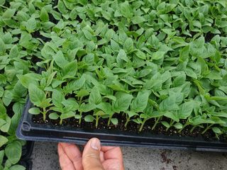 한농농약종묘사님의 참깨 · 자유게시판 작성글 사진