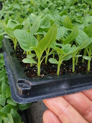 한농농약종묘사님의 참깨 · 자유게시판 작성글 사진