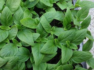 한농농약종묘사님의 참깨 · 자유게시판 작성글 사진