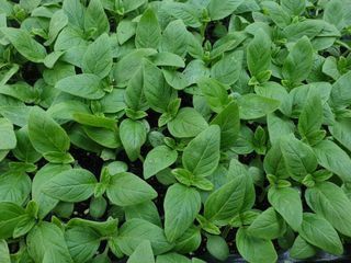 한농농약종묘사님의 참깨 · 자유게시판 작성글 사진