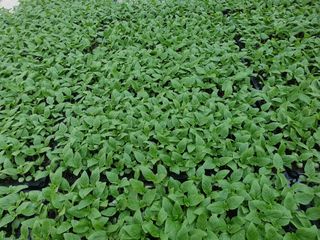 한농농약종묘사님의 참깨 · 자유게시판 작성글 사진