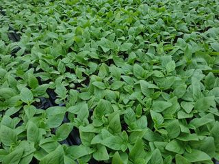 한농농약종묘사님의 참깨 · 자유게시판 작성글 사진