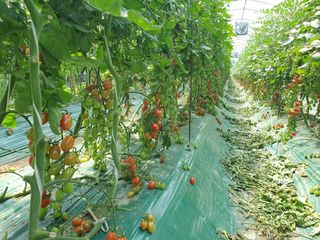 그린톡톡 오계상님의 토마토 · 일상 작성글 사진