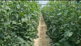 그린톡톡 오계상님의 토마토 · 일상 작성글 사진