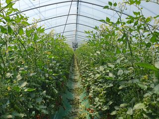 그린톡톡 오계상님의 토마토 · 일상 작성글 사진