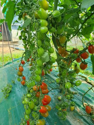 그린톡톡 오계상님의 토마토 · 일상 작성글 사진