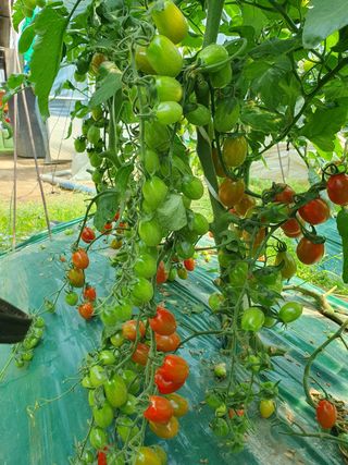 그린톡톡 오계상님의 토마토 · 일상 작성글 사진
