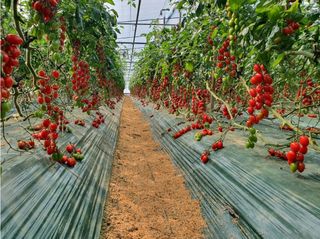 그린톡톡 오계상님의 토마토 · 일상 작성글 사진