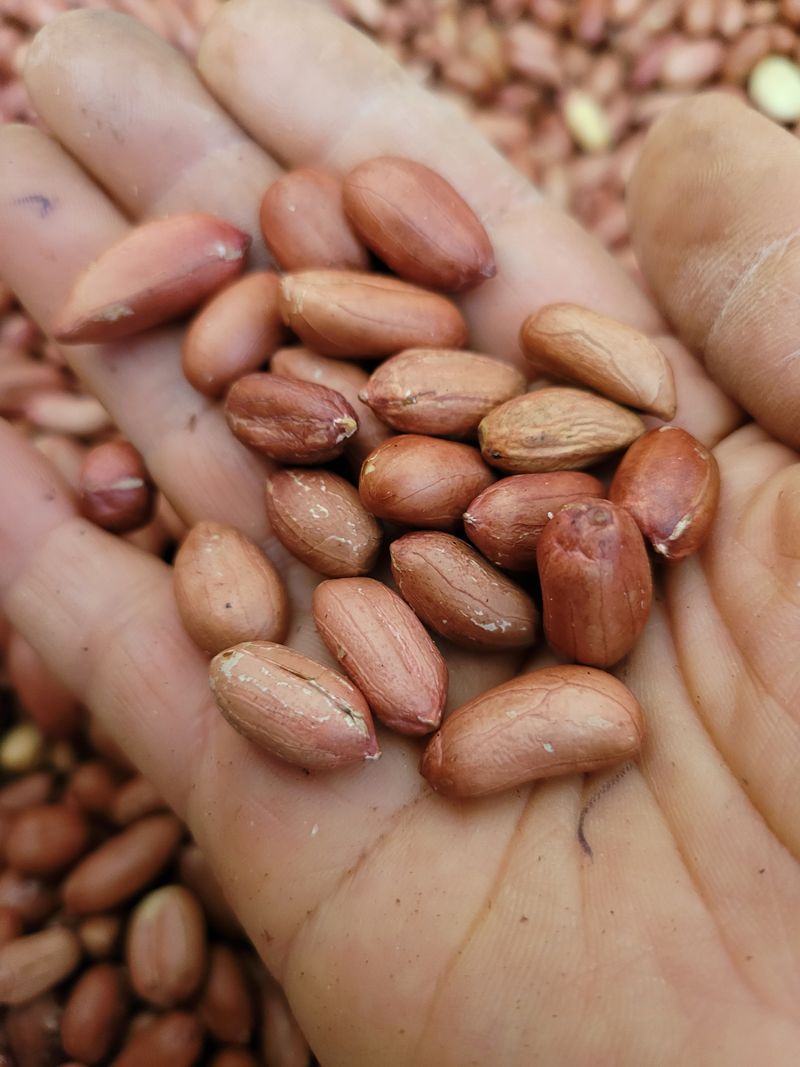 윤희순님의 장터 판매 상품 [여주땅콩450그람] 첨부 사진