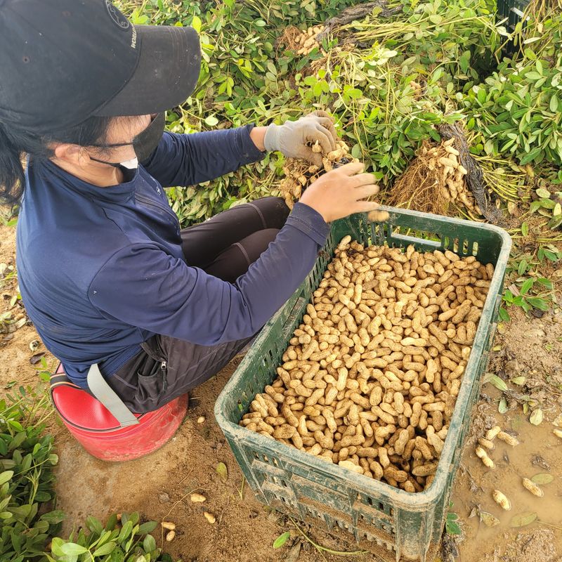윤희순님의 장터 판매 상품 [여주땅콩450그람] 첨부 사진