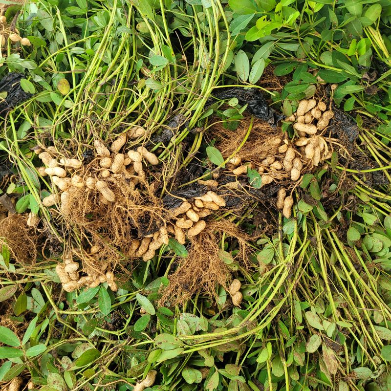 윤희순님의 장터 판매 상품 [여주땅콩450그람] 첨부 사진