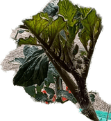 팜모닝 토마토·생장기 농작업 게시글 이미지