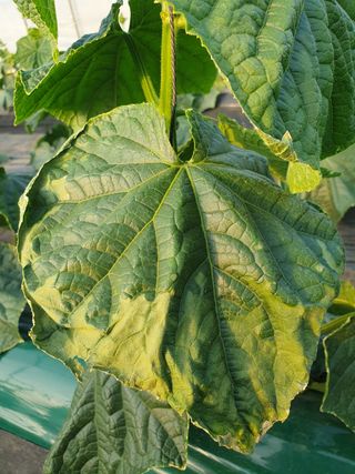 김원택님의 오이 · 병해충상담 작성글 사진