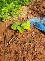 팜모닝 기타작물·병해충상담 게시글 이미지