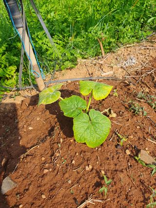 김홍진님의 기타작물 · 병해충상담 작성글 사진
